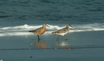 LA RESERVA MUNICIPAL FARO QUERAND PARTICIP DEL CENSO NEOTROPICAL DE AVES ACUTICAS