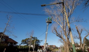 LA MUNICIPALIDAD CONTINA CON LOS TRABAJOS DE PODA DE RBOLES DE GRAN PORTE