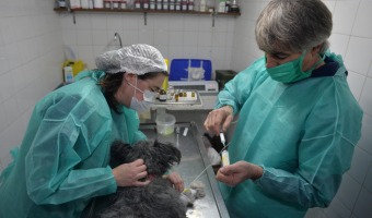 LA DIRECCIN DE ZOONOSIS ESTERILIZ A 400 MASCOTAS EN TAN SOLO 45 DAS