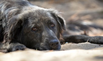 LA CASTRACIN SOLA NO BASTA PARA SACAR A LOS PERROS Y GATOS DE LAS CALLES