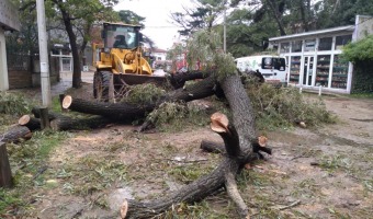 RPIDO ACCIONAR DEL CORRALN MUNICIPAL TRAS EL TEMPORAL