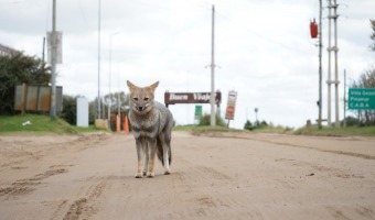 RECOMENDACIONES ANTE LA PRESENCIA DE ANIMALES SILVESTRES