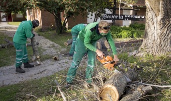 VIVERO REALIZA PODA EN ALTURA