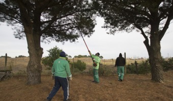 VIVERO AVANZA CON LA PODA EN ESPACIOS PBLICOS