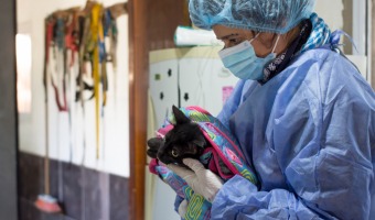 ZOONOSIS: MS DE 17000 ATENCIONES VETERINARIAS EN 2021