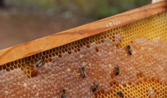 Charla sobre polen, propleos y miel