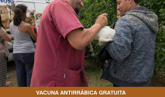 Vacunacin antirrbica de mascotas y una serie advertencias