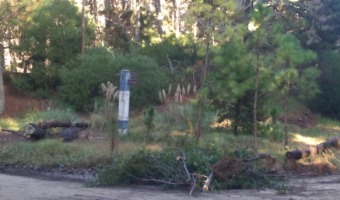 CORRALN SUR REALIZ UNA DOBLE JORNADA DE LIMPIEZA EN LOS BOSQUES DEL SUR