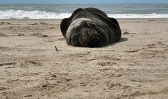 VISITA DE UN LOBO MARINO A LAS COSTAS GESELINAS