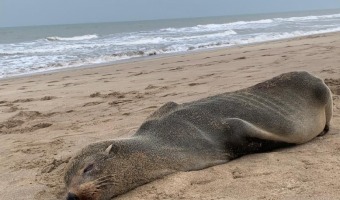 RESCATE DE LOBITO MARINO EN LAS PLAYAS GESELINAS