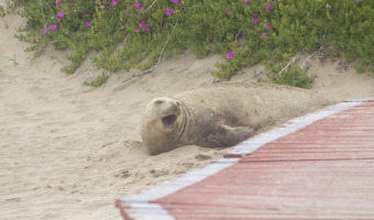 ELEFANTE MARINO DE GRAN TAMAO DESCANSA EN NUESTRAS COSTAS