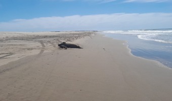 NACE UNA CRA DE ELEFANTE MARINO EN VILLA GESELL