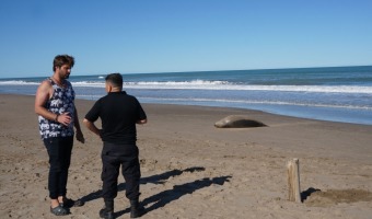 APARECI OTRA ELEFANTA MARINA QUE PODRA DAR A LUZ EN NUESTRAS PLAYAS